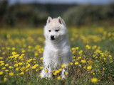 Of Nordic Forest