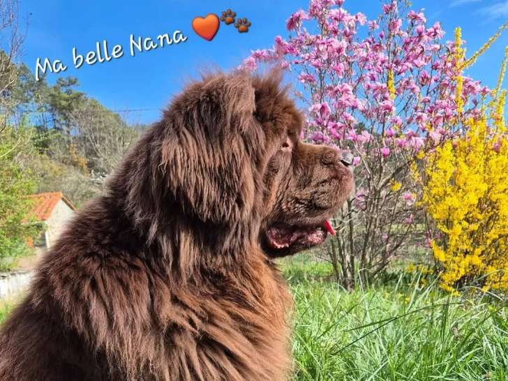 Des Nounours Désires du Sud