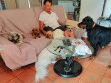 Chiens du Monde