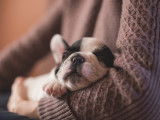 Chiens du Monde