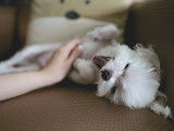 Chiens du Monde