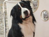 Oréo, le Bouvier Bernois après sa toilette