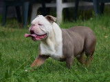 Lecat's Bulldog