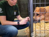 Humane Society