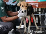 Humane Society