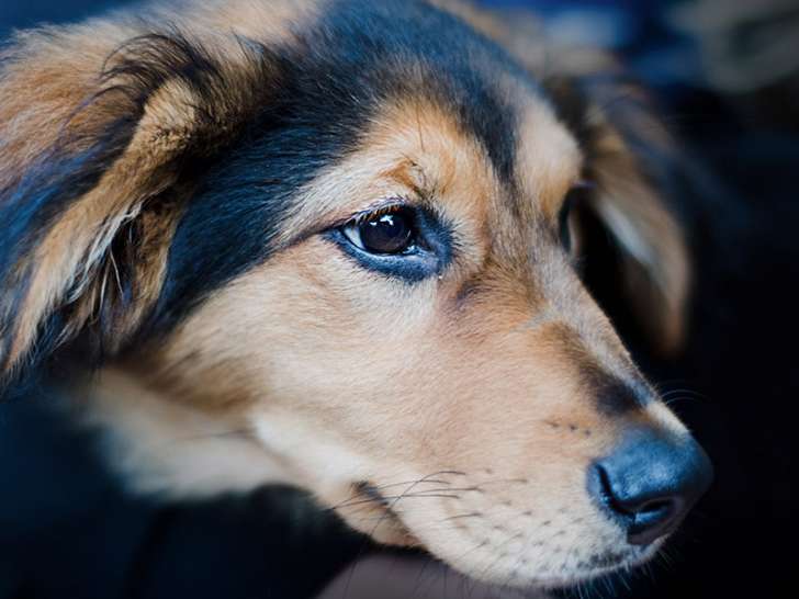 Les Z'anim'os du Sud