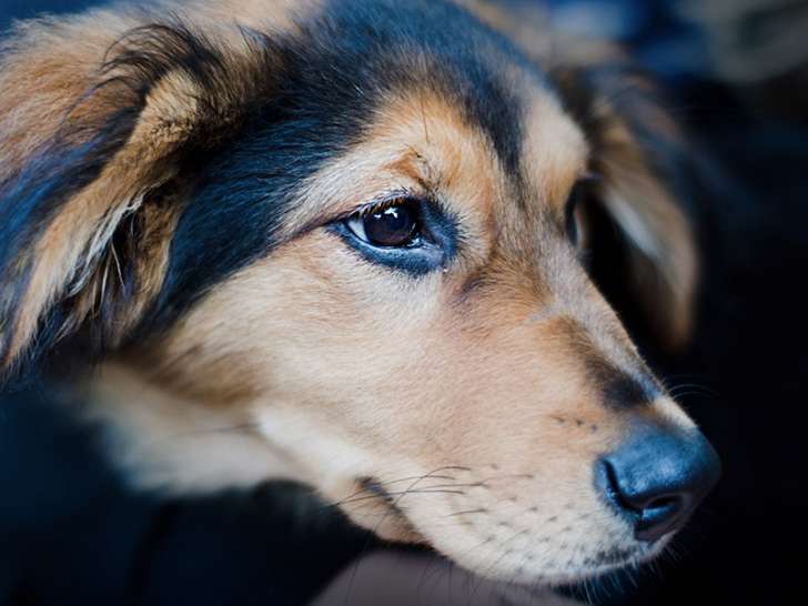 Les Z'anim'os du Sud