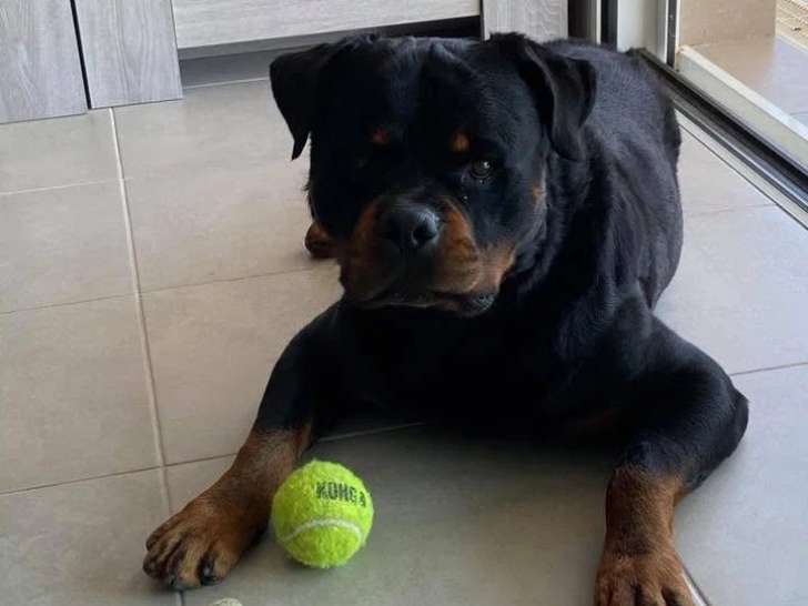 Aristo Pets