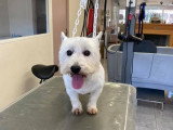 Aristo Pets