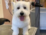 Aristo Pets