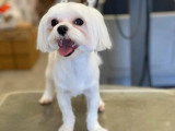 Aristo Pets