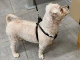 Aristo Pets