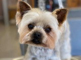 Aristo Pets