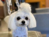 Aristo Pets