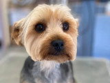 Aristo Pets