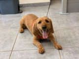 Aristo Pets