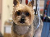 Aristo Pets