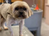 Aristo Pets