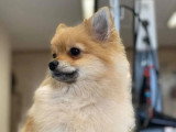 Aristo Pets