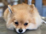Aristo Pets