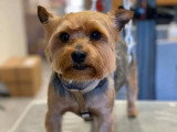 Aristo Pets
