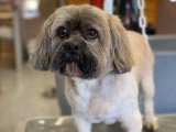 Aristo Pets