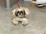 Aristo Pets