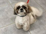 Aristo Pets