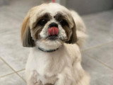 Aristo Pets