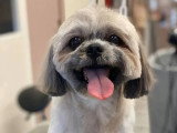 Aristo Pets