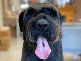 Aristo Pets
