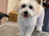 Aristo Pets
