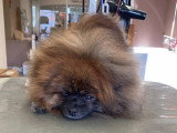 Aristo Pets