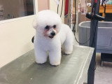 Aristo Pets