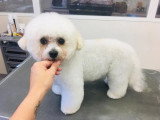 Aristo Pets