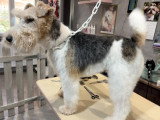 Confort Canin