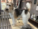Confort Canin