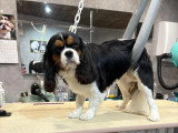 Confort Canin