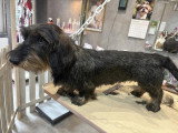 Confort Canin