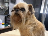 Confort Canin