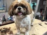 Confort Canin