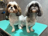 Confort Canin