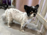 Confort Canin