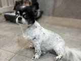Confort Canin
