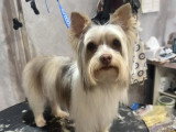 Confort Canin