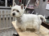 Confort Canin
