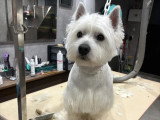 Confort Canin