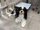 Confort Canin