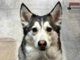 Confort Canin
