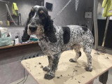 Confort Canin
